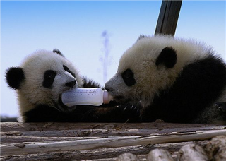Panda Center