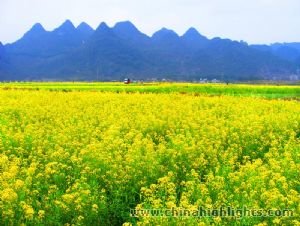 Rape flower blossom in Xiongcun Village