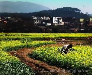 Rape flower blossom in Xiongcun Village
