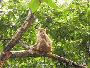 A naughty monkey climbed the tree.