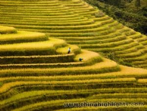 Longji Terrace Longji Terrace