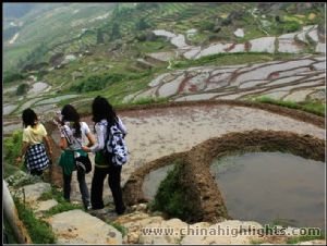 The Terraces fields winding the mountain areas and the minority villages will be highlights of your Longji Terrace Hiking.
