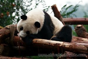 The giant pandas are reared in the outdoors to encourage them to develop their natural instincts and to be able to better fit back into the natural environment. The giant pandas are reared in the outdoors to encourage them to develop their natural instincts and to be able to better fit back into the natural environment.
